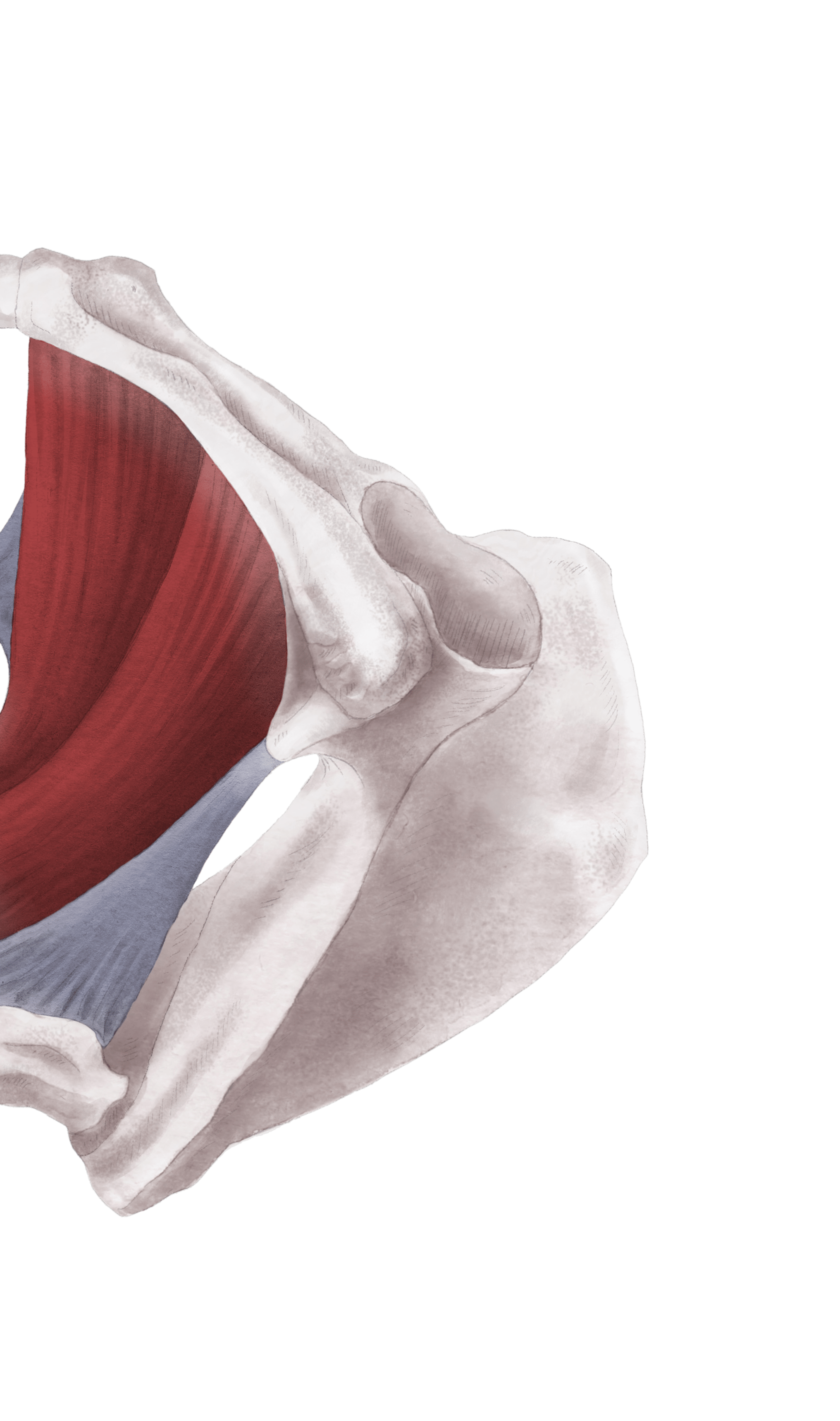 Fragebogen Beckenboden Musikerinnen